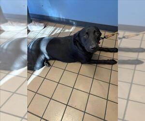Labrador Retriever-Unknown Mix Dogs for adoption in Burbank, CA, USA