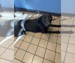 ELEVEN - Male Labrador Retriever-Unknown Mix Dog for Adoption - Small photo