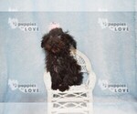 Small #3 Maltipoo