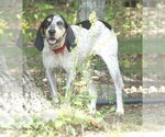Small #3 English Coonhound
