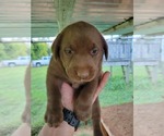 Small Photo #7 Labrador Retriever Puppy For Sale in CONNELLYS SPRINGS, NC, USA