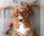 Small Photo #4 Bichpoo Puppy For Sale in DORNSIFE, PA, USA
