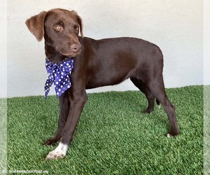 Sammi - Female Chocolate Labrador retriever-Weimaraner Mix Dog for Adoption - Photo #6