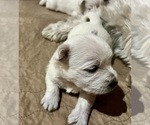 Small Photo #17 West Highland White Terrier Puppy For Sale in PHOENIX, AZ, USA