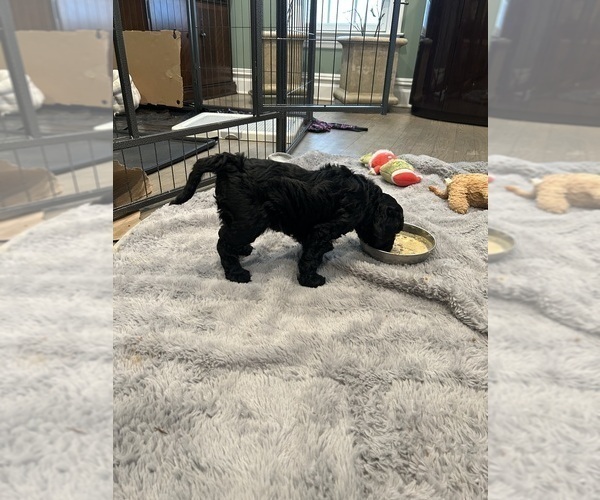 Medium Photo #11 Goldendoodle Puppy For Sale in BUDD LAKE, NJ, USA