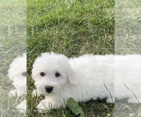 Medium Photo #3 Bichon Frise Puppy For Sale in CANOGA, NY, USA