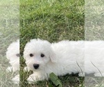 Small #2 Bichon Frise