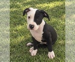 Image preview for Ad Listing. Nickname: Litter of 4