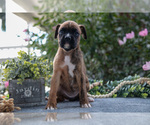 Small #1 Boxer