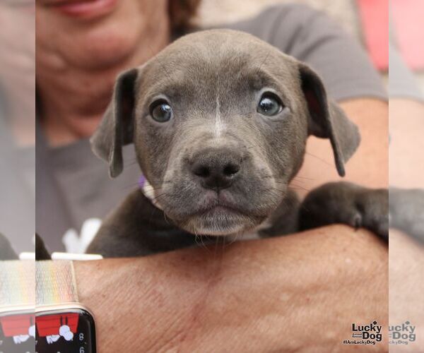 Medium Photo #6 Mutt Puppy For Sale in Washington, DC, USA