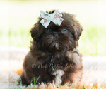 Small Photo #5 Shih Tzu Puppy For Sale in WARSAW, IN, USA