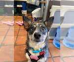 Small #1 Mutt