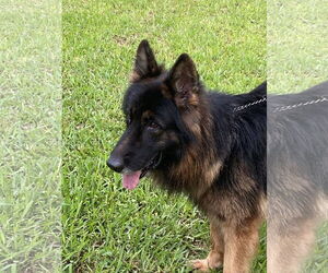 German Shepherd Dog Dogs for adoption in Fort Lauderdale, FL, USA