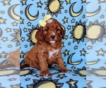Small Photo #5 Goldendoodle Puppy For Sale in LEOLA, PA, USA