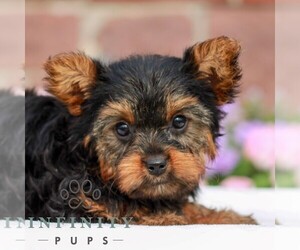 Yorkshire Terrier Puppy for Sale in REINHOLDS, Pennsylvania USA