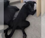 Small #2 Labrador Retriever Mix