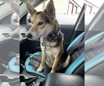 Small Photo #1 German Shepherd Dog-Samoyed Mix Puppy For Sale in HOUSTON, TX, USA