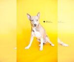 Small #6 Siberian Husky Mix