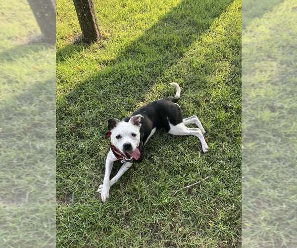 Medium Photo #6 Mutt Puppy For Sale in Abbeville, LA, USA