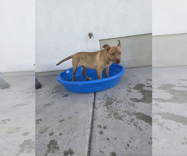 Medium Photo #3 American Pit Bull Terrier-Unknown Mix Puppy For Sale in MIDWAY, UT, USA