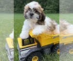 Small #1 Shih Tzu
