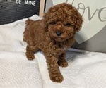 Puppy Rose Poodle (Toy)
