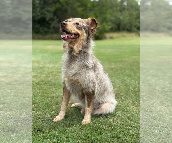 Medium Photo #11 Mutt Puppy For Sale in PIPE CREEK, TX, USA