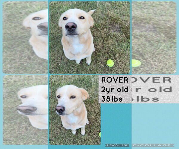 Medium Photo #1 Mutt Puppy For Sale in Woodbury, NY, USA