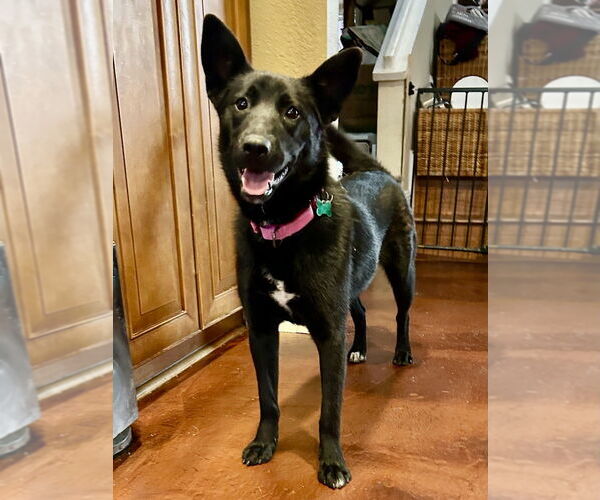 Medium Photo #10 German Shepherd Dog-Siberian Husky Mix Puppy For Sale in San Diego , CA, USA