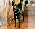 Small #9 German Shepherd Dog-Siberian Husky Mix