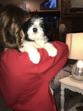 Medium Photo #15 Bordoodle Puppy For Sale in CRESTON, OH, USA