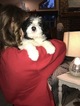 Small Photo #15 Bordoodle Puppy For Sale in CRESTON, OH, USA