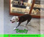 Small Photo #10 American Pit Bull Terrier-Unknown Mix Puppy For Sale in Pensacola, FL, USA