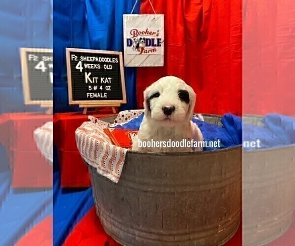 Medium Photo #2 Sheepadoodle Puppy For Sale in BELLEFONTE, PA, USA