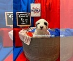 Small Photo #2 Sheepadoodle Puppy For Sale in BELLEFONTE, PA, USA