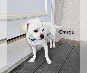 Chi-Chon Dogs for adoption in Colorado Springs, CO, USA