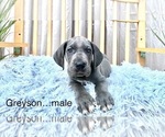 Small Photo #7 Great Dane Puppy For Sale in BIG CANOE, GA, USA