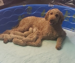 Mother of the Labradoodle puppies born on 12/31/2022