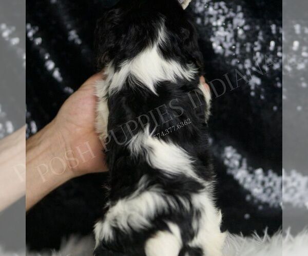 Medium Photo #5 Cavalier King Charles Spaniel Puppy For Sale in WARSAW, IN, USA