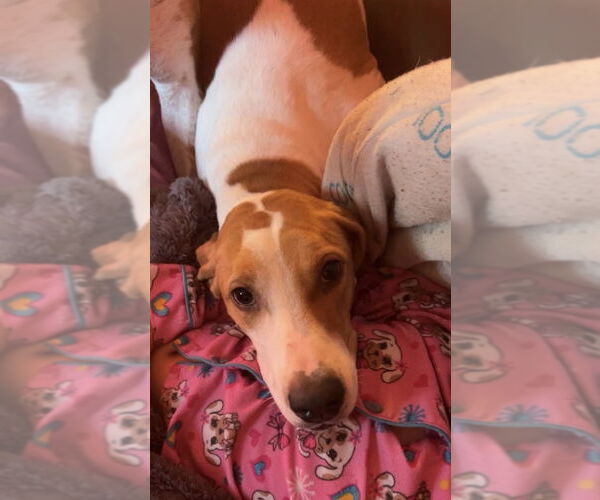 Medium Photo #2 Coonhound-Unknown Mix Puppy For Sale in Petaluma, CA, USA