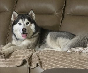 Mother of the Pomsky puppies born on 03/17/2026