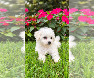 Bichon Frise Puppy for sale in LEMONT, IL, USA