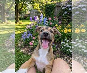 Mutt Dogs for adoption in Katy, TX, USA