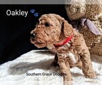Small Photo #32 Goldendoodle (Miniature) Puppy For Sale in GASTONIA, NC, USA