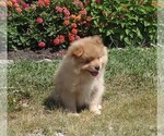 Small Photo #3 Pomeranian Puppy For Sale in KEENES, IL, USA