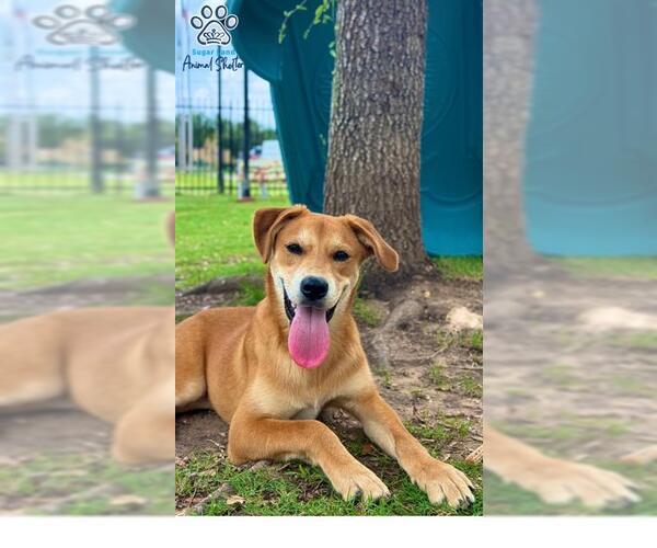 Medium Photo #3 Black Mouth Cur Puppy For Sale in Sugar Land, TX, USA