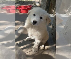 Great Pyrenees Dogs for adoption in Harrison, AR, USA