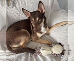 Small #11 Mutt
