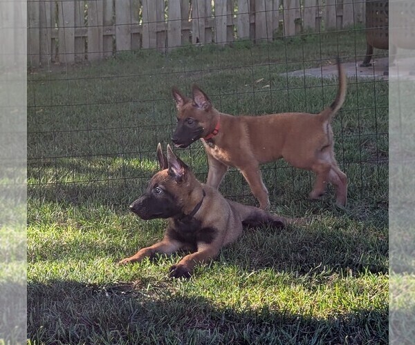 Medium Photo #16 Belgian Malinois Puppy For Sale in OSHKOSH, WI, USA