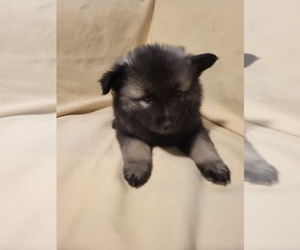 Keeshond Puppy for sale in BLAIRSBURG, IA, USA